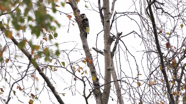 A male lesser spotted woodpecker (Dryobates minor) foraging in a birch in autumn.
