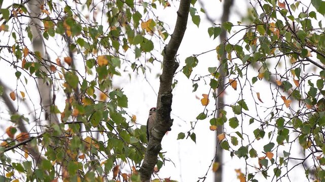 A male lesser spotted woodpecker (Dryobates minor) hiding behind a birch branch in autumn.