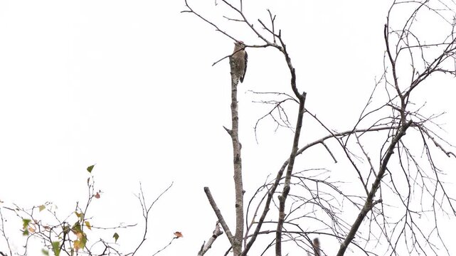 A male lesser spotted woodpecker (Dryobates minor) is perched on a tree branch in winter.