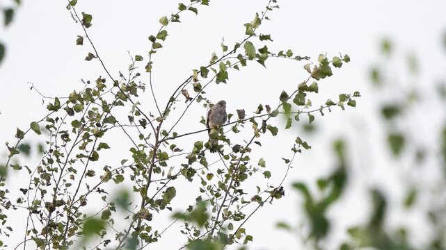 A female common kestrel (Falco tinnunculus) is perched on a tree branch in autumn