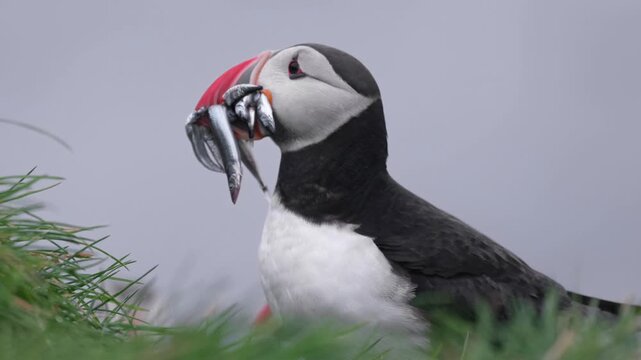 Atlantic Puffin Carrying Fish While Looking Around