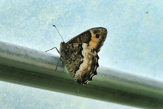 Great Banded Grayling (Brintesia circe) found in a polytunnel