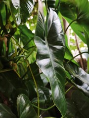 Close-up of Glossy Dark Green Philodendron Foliage in Lush Tropical Garden Setting © wilasinee