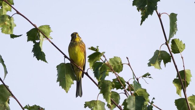 A male yellowhammer (Emberiza citrinella) is perched on a birch branch that is swaying back and forth in the wind..