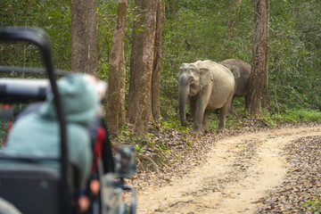 Asian elephants approach guest in safari truck © Nick Dale