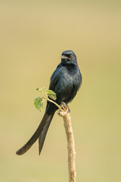 Black drongo on leafy stump faces camera