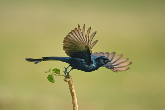 Black drongo takes off from leafy branch