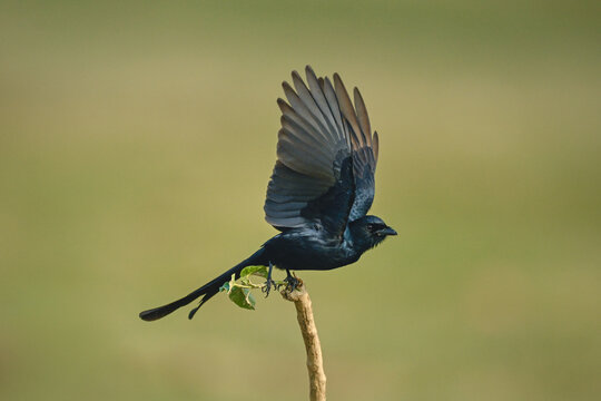 Black drongo takes off from leafy stump