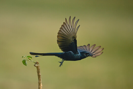 Black drongo takes off from thin stump
