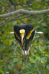 Male great hornbill dives down from branch © Nick Dale
