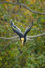 Male great hornbill flies straight towards camera © Nick Dale