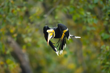 Male great hornbill flies through thick forest © Nick Dale