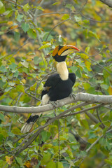 Male great hornbill lifts head in tree © Nick Dale