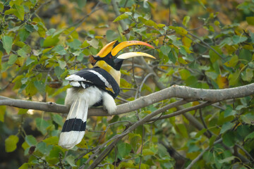 Male great hornbill opens beak on branch © Nick Dale