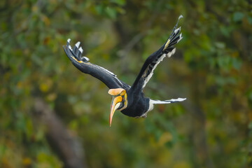 Male great hornbill flies through dense forest © Nick Dale