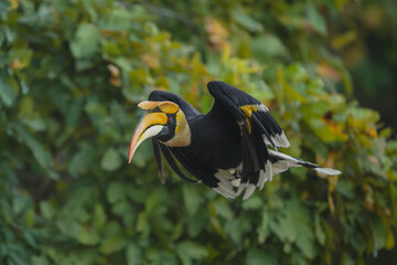 Male great hornbill flies past leafy branches © Nick Dale