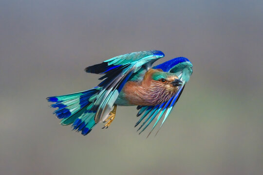 Indian roller with catchlight flies gathering wings