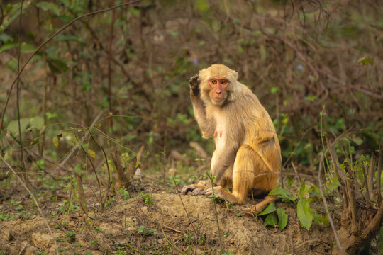 Rhesus macaque sits scratching ear with paw