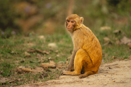 Rhesus macaque with catchlights sits on ground