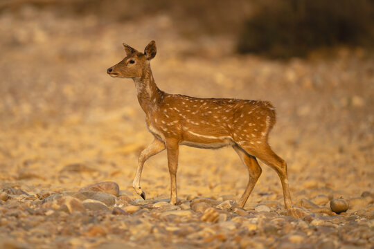 Spotted deer crosses rocky riverbed in sunshine