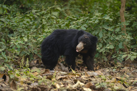 Sloth bear turns head in deep forest