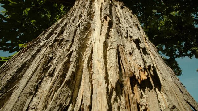 Old Tree Trunk with Exposed Roots and Rough Bark Texture in Natural Forest Setting, Weathered Wood Surface with Cracked Patterns and Rustic Organic Detail