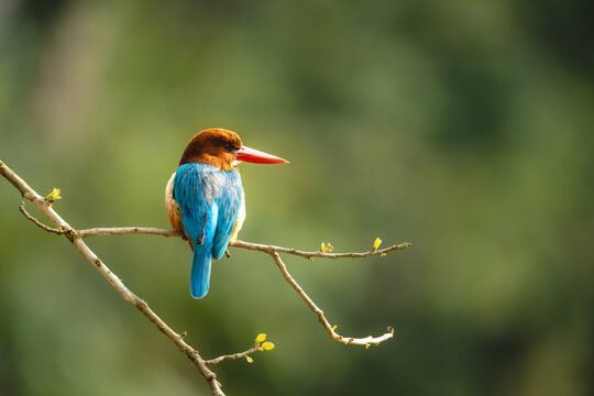 White-throated kingfisher on thin branch turns head