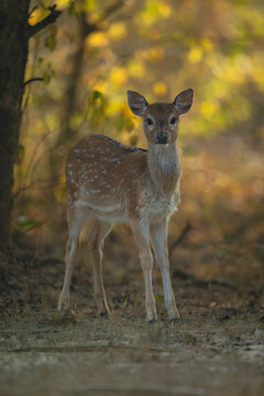 Spotted deer stands facing camera in jungle