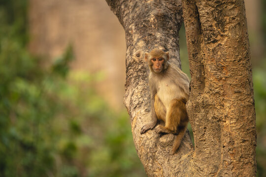 Rhesus macaque sits watching camera in tree