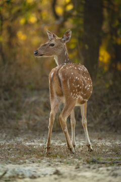 Spotted deer looks over shoulder towards camera