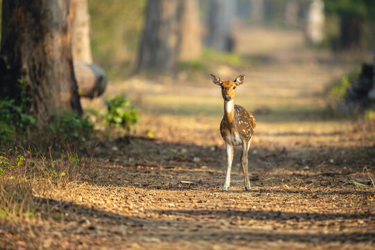 Spotted deer stands on track watching camera