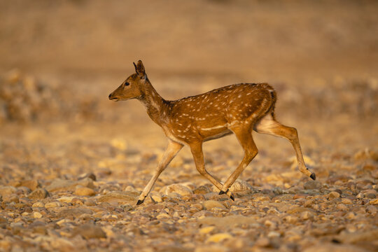 Spotted deer crosses stony riverbed in sunshine
