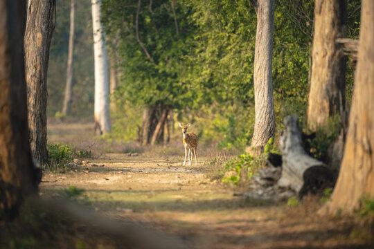 Spotted deer stands on track between trees