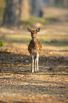 Spotted deer stands facing camera on track