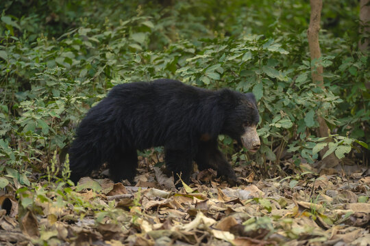 Sloth bear passes bushes in deep forest