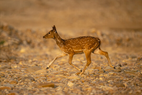 Spotted deer crossing rocky riverbed in sunshine