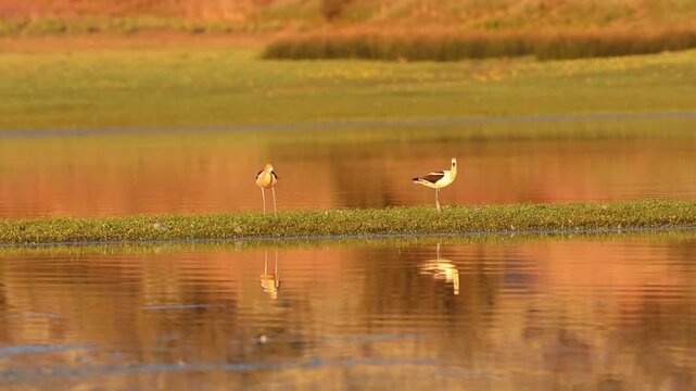 American avocet pair (Recurvirostra americana) nesting behavior on grassy island in very early warm morning light, Shugru Reservoir, Lassen County, California.