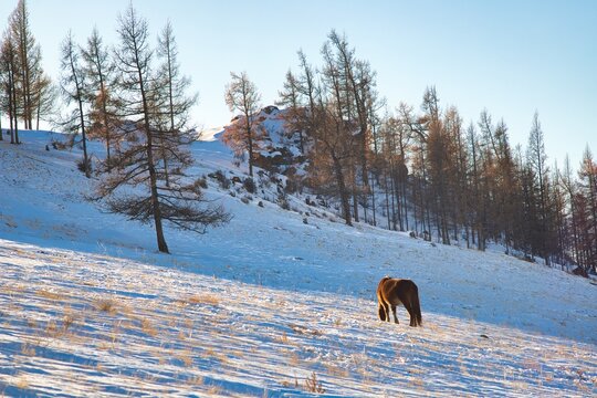 Winter in Kazakhstan