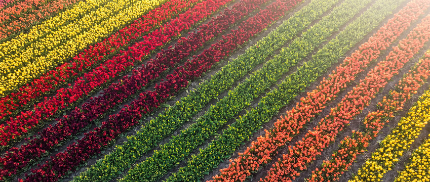 Tulip field rows in vibrant diagonal bloom captured from high angle with multicolored flowers in agricultural landscape for spring travel and floriculture background concepts