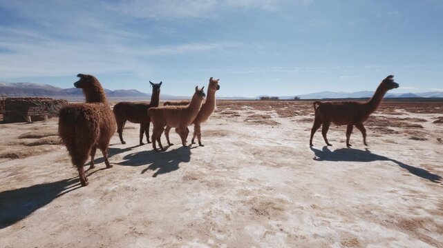 Herd of Llamas grazing in a dry desert landscape in the Puna - Catamarca Argentina