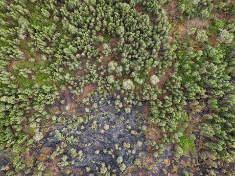 Aerial view of a forest landscape showing the contrast between healthy green trees and a large area of scorched earth following a fire in Banjarbaru, South Kalimantan, Indonesia.