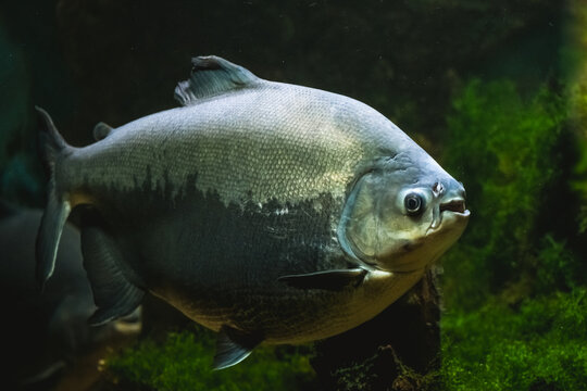 Tambaqui fish, colossoma macropomum, swimming gracefully in its natural freshwater environment with lush green aquatic plants, showcasing its scales and distinct coloration