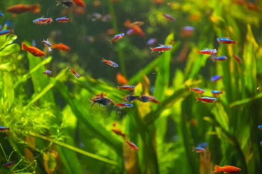 Brightly colored neon tetras and other tropical fish gracefully swim among lush green aquatic plants in a beautifully maintained freshwater aquarium, creating a tranquil and vibrant underwater scene