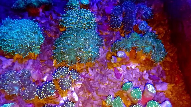 Fluorescent reef tank with colorful coral polyps glowing under actinic blue lighting marine aquarium glow coral saltwater aquarium marine