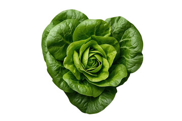Obraz premium Whole green lettuce head viewed from above