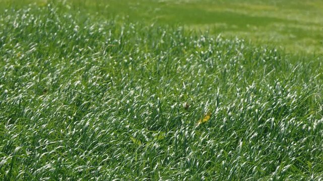 A long stretch of grassland swaying in the wind, with a grassy field in the background
