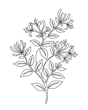 Minimalist continuous line drawing of honeysuckle flowers for organic garden illustration.