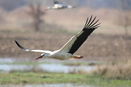 Cigogne blanche volant au ras du sol