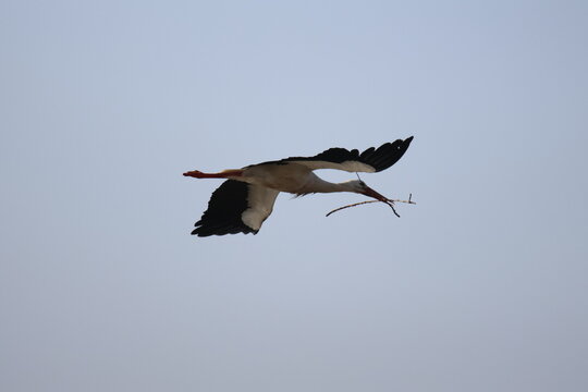 Cigogne blanche volant avec une branche dans son bec