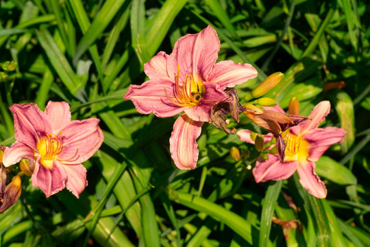 Blooming pink daylily flowers in a flowerbed, natural garden style, soft pastel and green colors, lush summer vegetation used for botanical backdrop